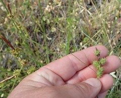 Carex serratodens