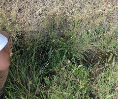 Carex serratodens