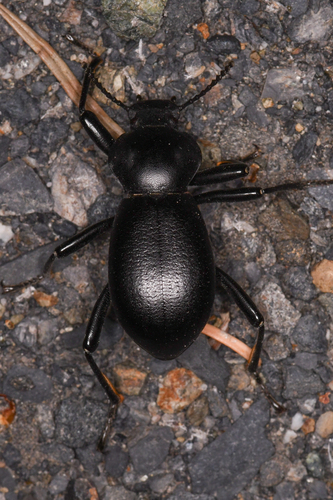 California Broad-necked Darkling Beetle photo 4