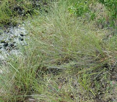 Carex serratodens