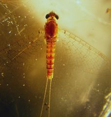 Maccaffertium ithaca