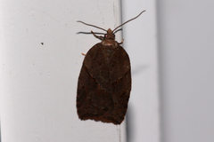 Acleris maccana