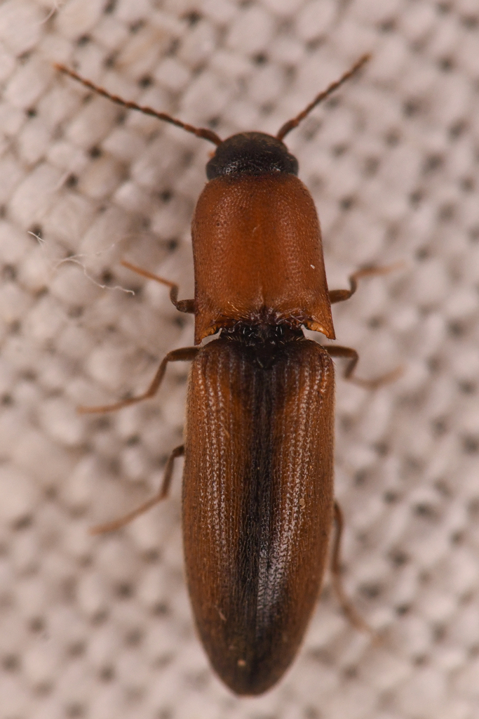 Idolus columbiana