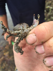 Lophopanopeus bellus