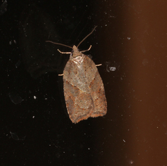 Acleris maccana