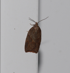 Acleris maccana