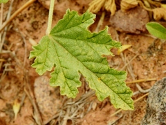 Sphaeralcea parvifolia
