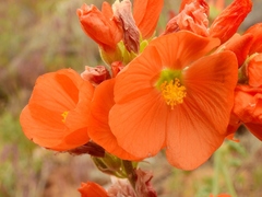 Sphaeralcea parvifolia