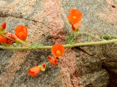 Sphaeralcea parvifolia