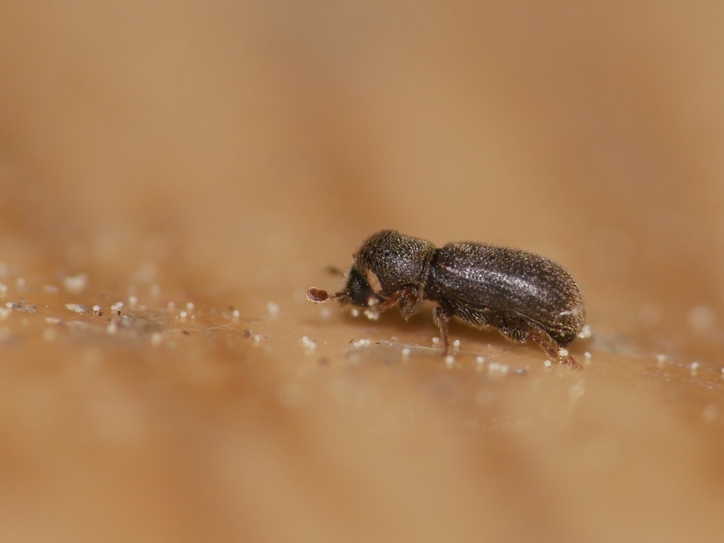 Ernoporicus
