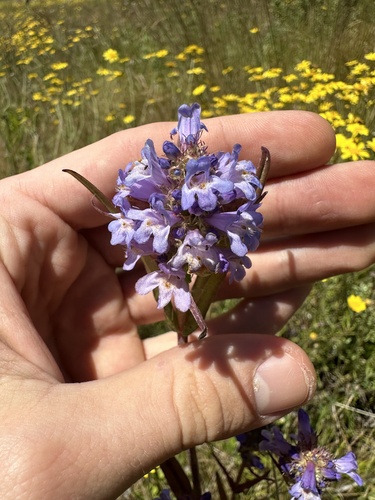 tall western penstemon (Penstemon hesperius)