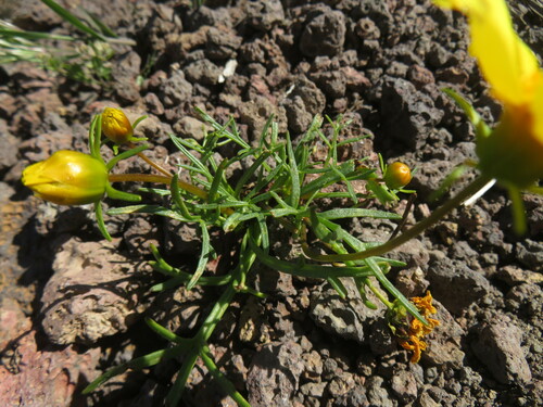 Image of Leptosyne bigelovii by no rights reserved