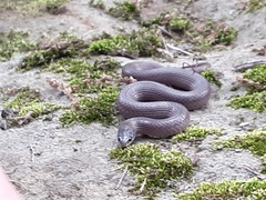 Virginia valeriae elegans