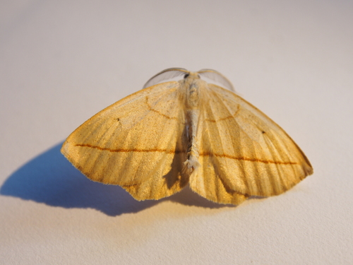 Confused Eusarca Moth photo 5