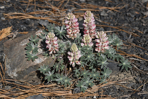 Lassics Lupine (Lupinus constancei)