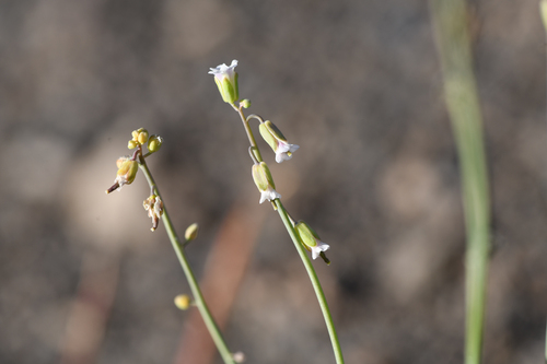 woody rockcress (Boechera suffrutescens)