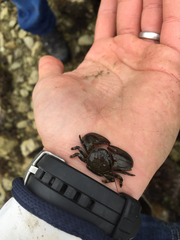 Petrolisthes cinctipes