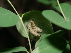 Yponomeuta cagnagella