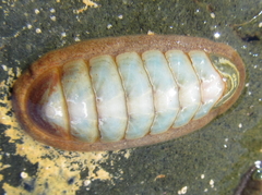 Ischnochiton maorianus