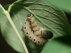Yponomeuta cagnagella