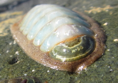 Ischnochiton maorianus