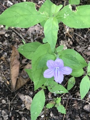 Ruellia pedunculata