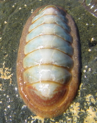 Ischnochiton maorianus