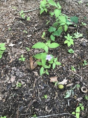 Ruellia pedunculata