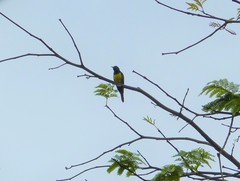 Chrysococcyx cupreus