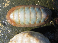 Ischnochiton maorianus