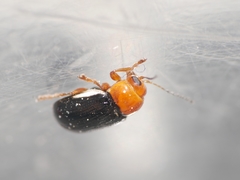 Cryptocephalus rufipes