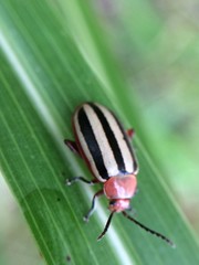 Disonycha leptolineata