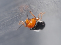 Cryptocephalus rufipes