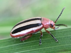 Disonycha leptolineata