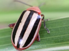 Disonycha leptolineata