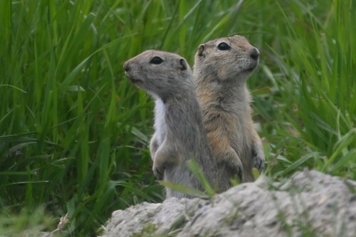 Richardson's Ground Squirrel (Urocitellus richardsonii), a species recorded in Minnesota