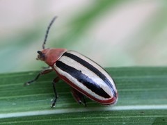 Disonycha leptolineata