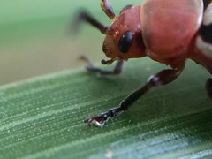 Disonycha leptolineata