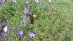 Otospermophilus beecheyi