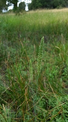 Phalaris lemmonii