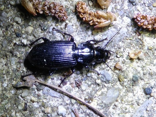 Common black ground beetle