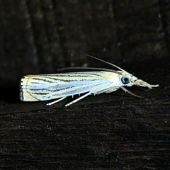 Crambus multilinellus