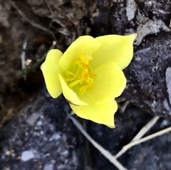 Zephyranthes longifolia