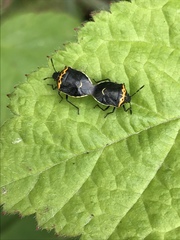 Cosmopepla conspicillaris