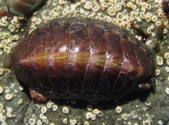 Ischnochiton maorianus