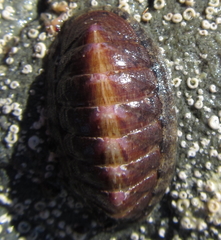 Ischnochiton maorianus