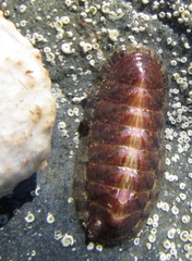 Ischnochiton maorianus