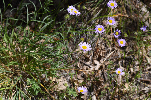 Erigeron robustior