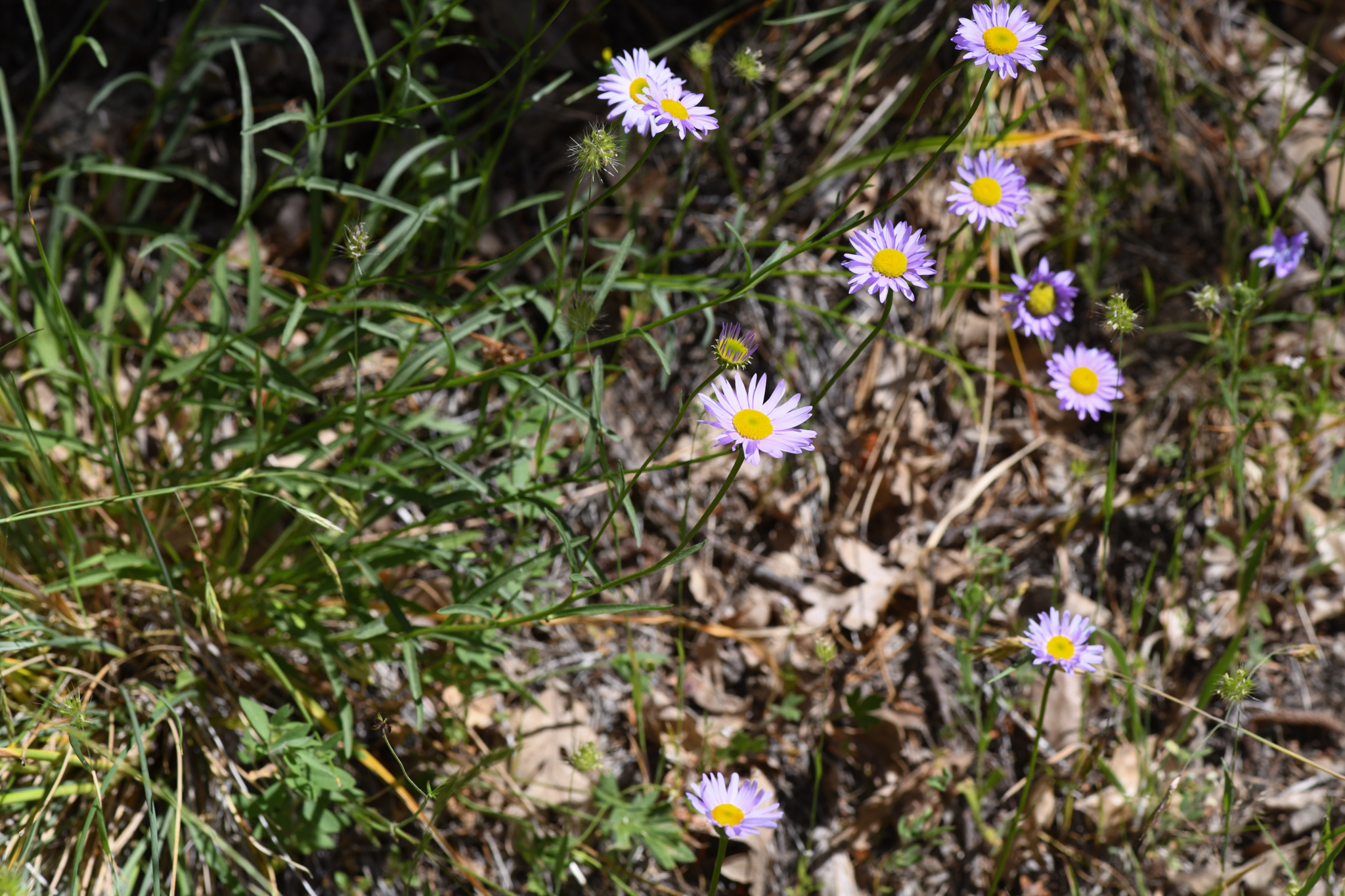 Erigeron robustior