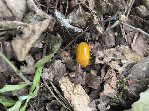 Podontia lutea